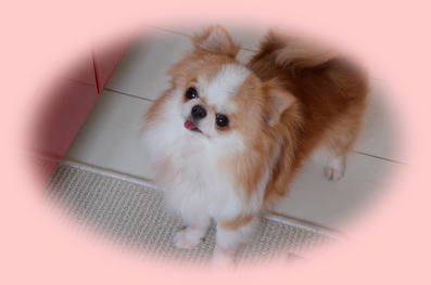立崎ブリーダーの画像