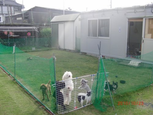 今村ブリーダーの画像
