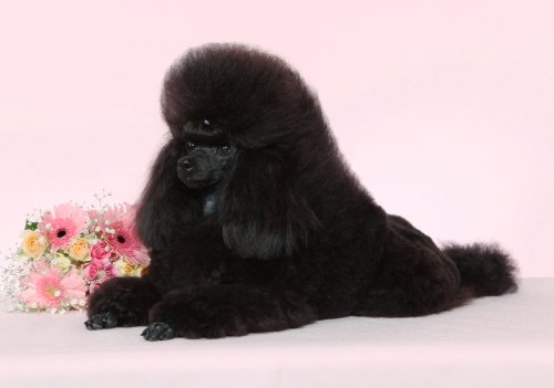 管野ブリーダーの画像