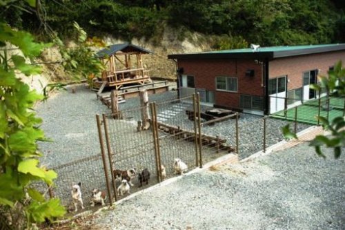 川上ブリーダーの画像