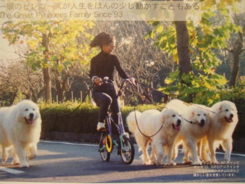 坂本ブリーダーの画像