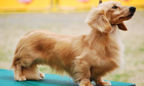 重田ブリーダーの画像