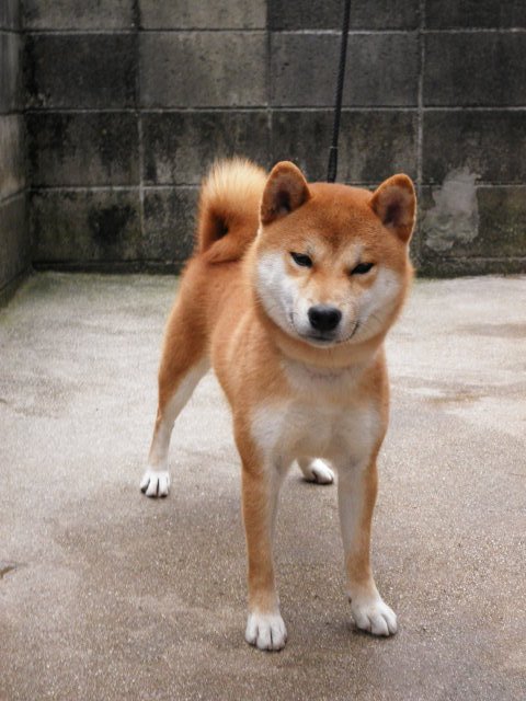 北村ブリーダーの画像