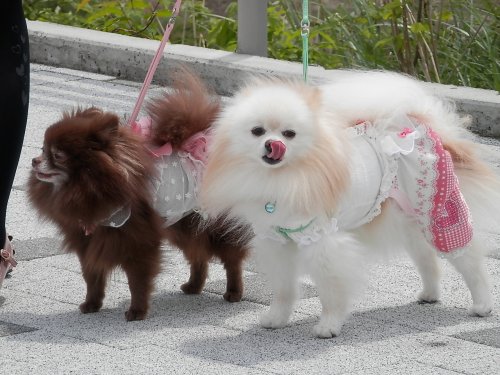 牧野ブリーダーの画像