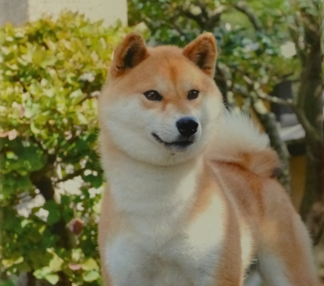 古川ブリーダーの画像