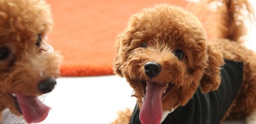 木暮ブリーダーの画像