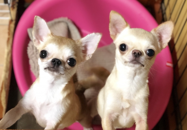 宮内ブリーダーの画像