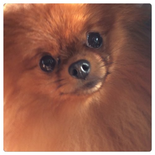 太田ブリーダーの画像