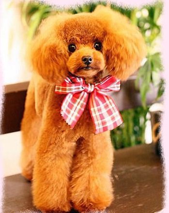 清原ブリーダーの画像