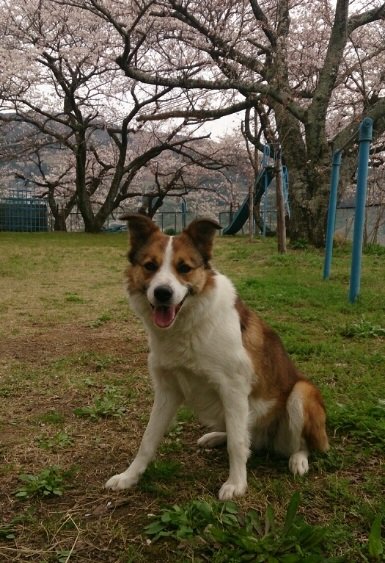 上田ブリーダーの画像