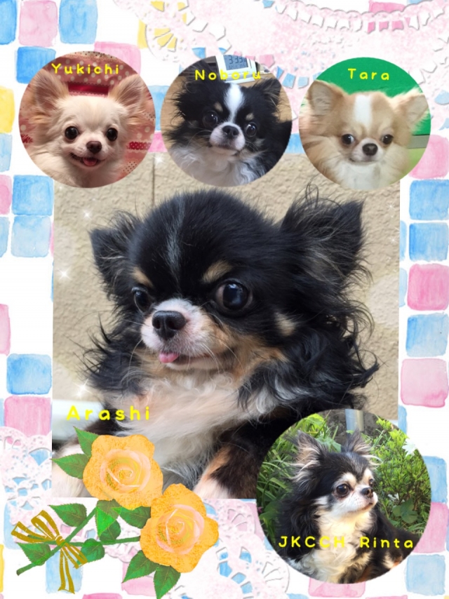 田中ブリーダーの画像