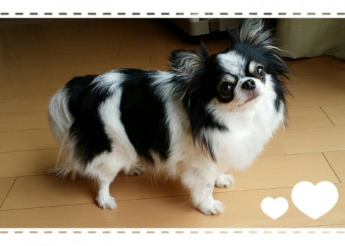 櫻田ブリーダーの画像