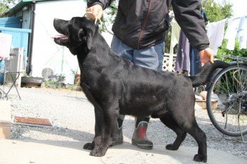 久保田ブリーダーの画像