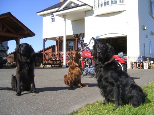 長谷川ブリーダーの画像