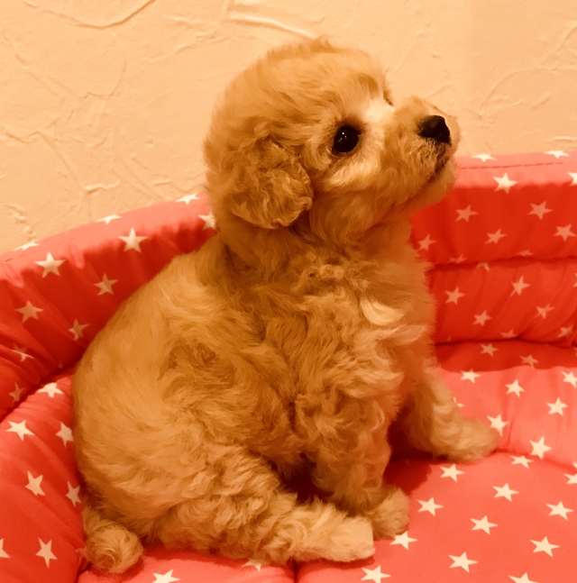 中村ブリーダーの画像
