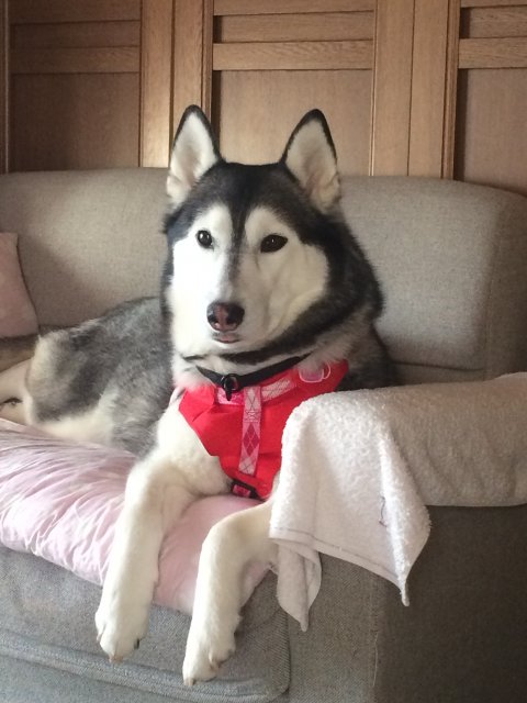 渡辺ブリーダーの画像