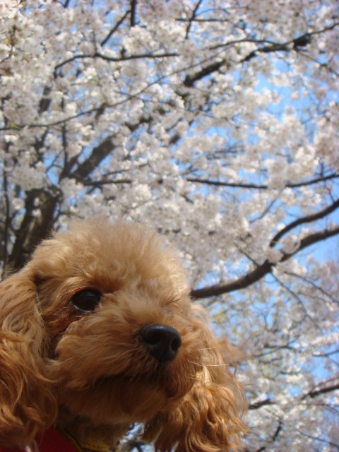 上山ブリーダーの画像