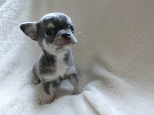 江良ブリーダーの画像