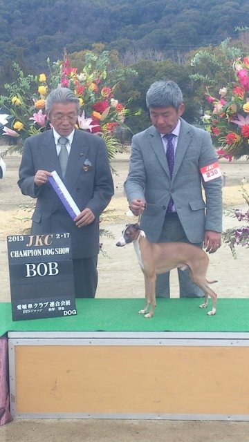 藤村ブリーダーの画像