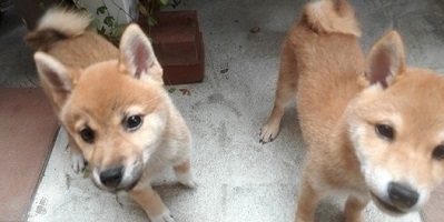 長岡ブリーダーの画像
