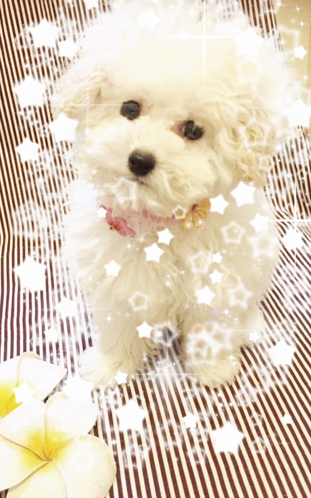 小西ブリーダーの画像