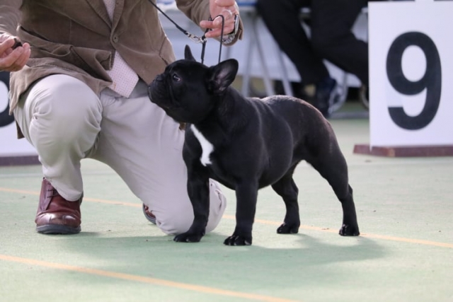 佐藤ブリーダーの画像