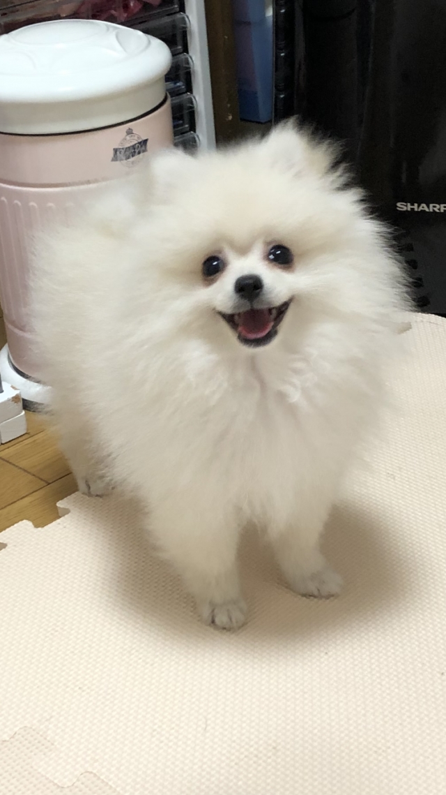 尾崎ブリーダーの画像
