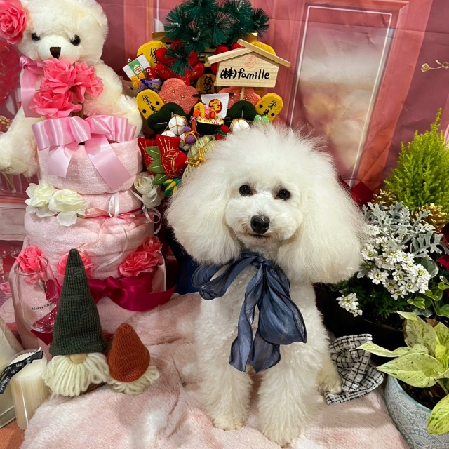篠崎ブリーダーの画像