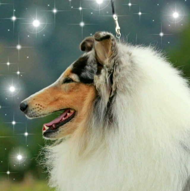 中村ブリーダーの画像