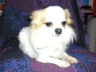 木原ブリーダーの画像