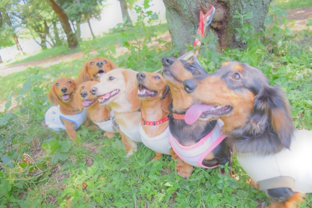 徳田ブリーダーの画像