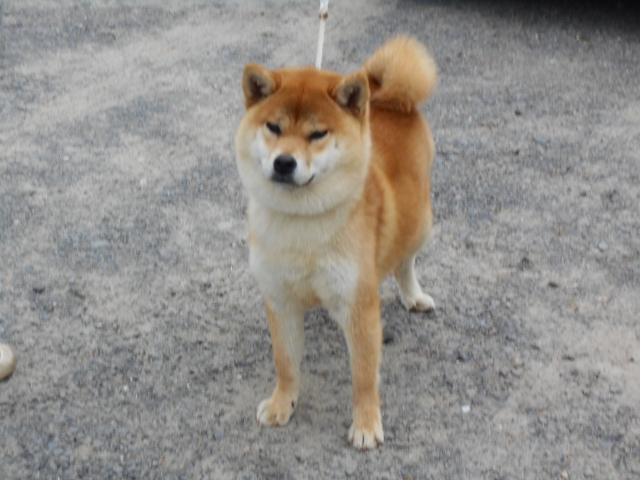 田中ブリーダーの画像