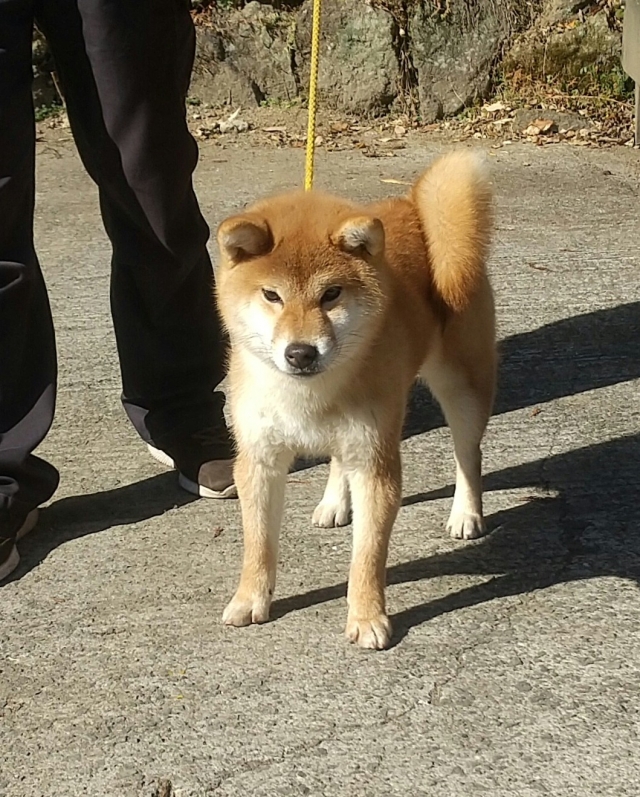 御沓ブリーダーの画像