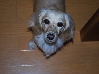田口ブリーダーの画像