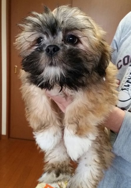 現金 絶滅 自己尊重 ラサアプソ 子犬 Earth O Jp 現金 絶滅 自己尊重 ラサアプソ 子犬 Earth O Jp