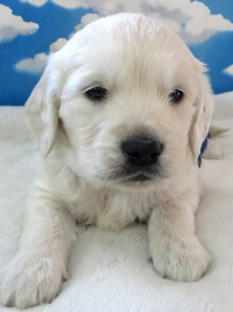 ブリーダーズ ゴールデン レトリーバー クリーム ヨーロッパ系 良血統の英国ゴールデンです 男の子 鹿児島県