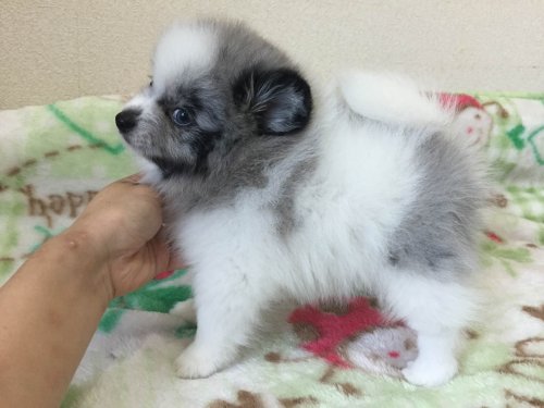 ブリーダーズ ポメラニアン ブルーマール ホワイトパーティー 男の子 新潟県 ブリーダーズ ポメラニアン ブルーマール ホワイトパーティー 男の子 新潟県