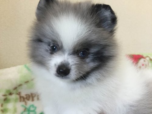 ブリーダーズ ポメラニアン ブルーマール ホワイトパーティー 男の子 新潟県 ブリーダーズ ポメラニアン ブルーマール ホワイトパーティー 男の子 新潟県