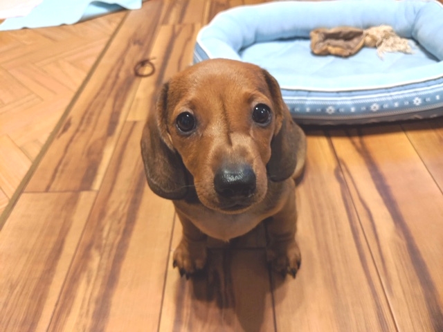 ブリーダーズ カニンヘン ダックスフンド スムース レッド 男の子 兵庫県