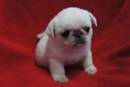 ブリーダーズ パグ ホワイト レアカラー 女の子 沖縄県 ブリーダーズ パグ ホワイト レアカラー 女の子 沖縄県