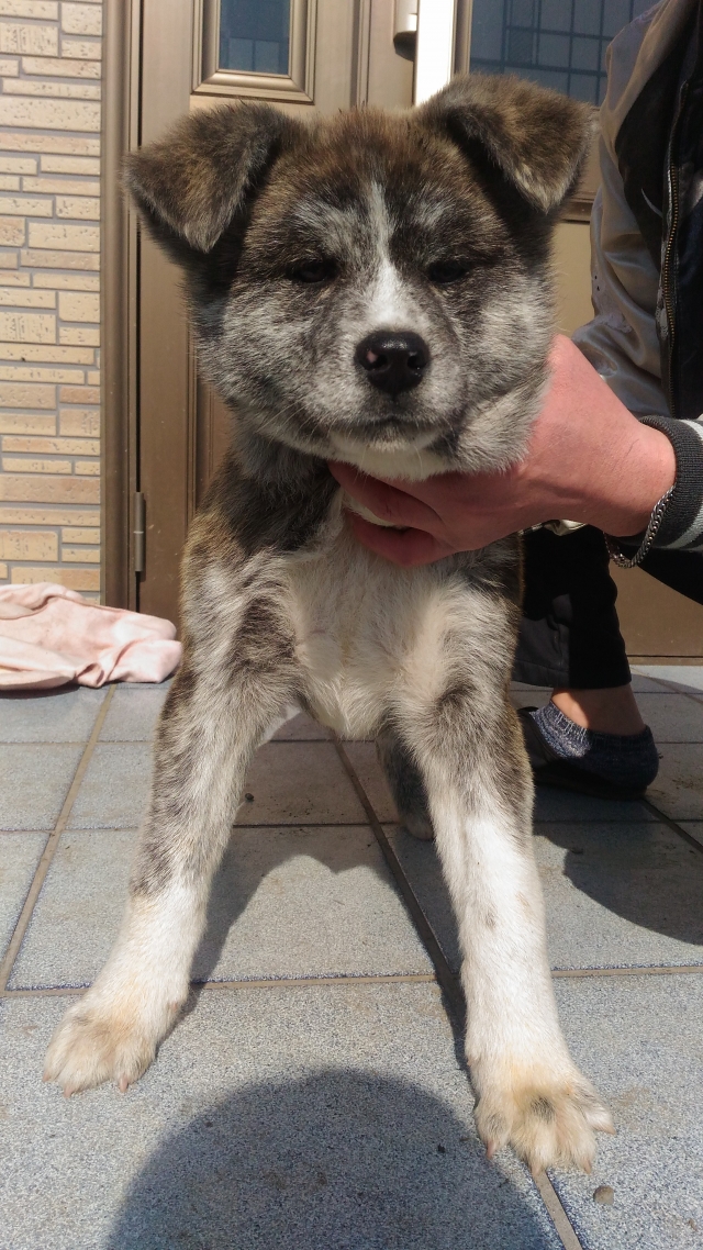 ブリーダーズ｜秋田犬 虎毛 ♂（男の子） 茨城県