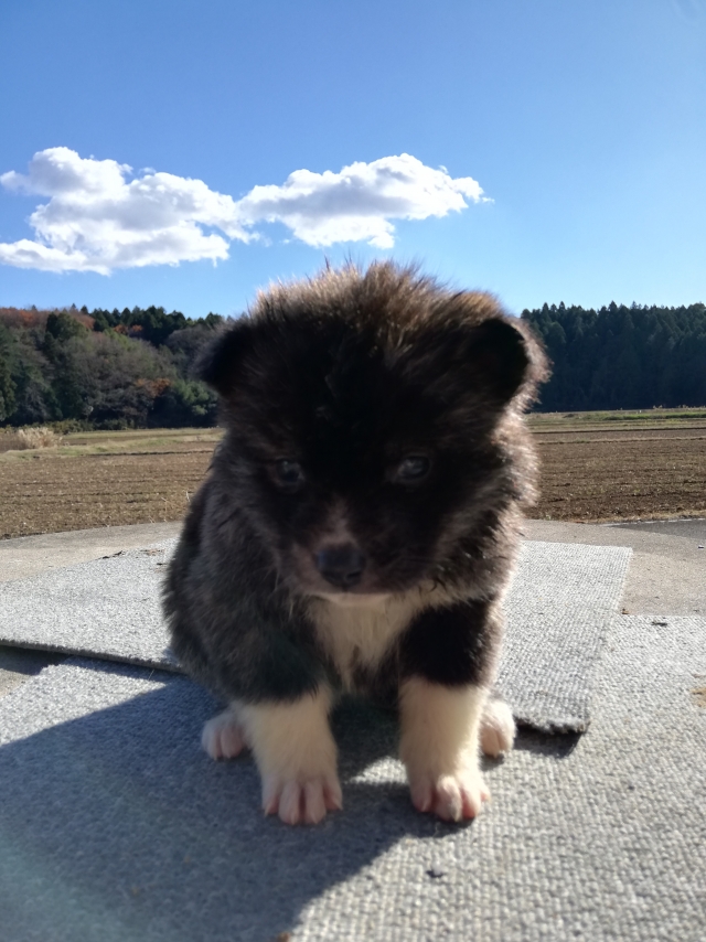 ブリーダーズ｜秋田犬 虎毛 ♀（女の子） 茨城県