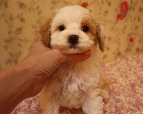 ブリーダーズ 雑種犬 ミックス犬 レッド ホワイト コッカーとプードルのmix 噂のコッカプー 男の子 埼玉県 ブリーダーズ 雑種犬 ミックス犬 レッド ホワイト コッカーとプードルのmix 噂のコッカプー 男の子 埼玉県