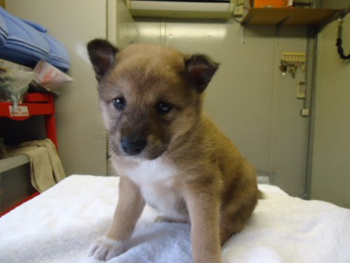 ブリーダーズ 雑種犬 ミックス犬 セーブル 父シェルティー 母柴犬 男の子 千葉県 ブリーダーズ 雑種犬 ミックス犬 セーブル 父シェルティー 母柴犬 男の子 千葉県