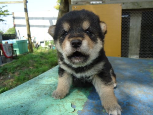 ブリーダーズ 雑種犬 ミックス犬 黒 男の子 千葉県