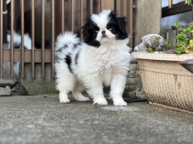 モノクロ犬 狆(チン)【静岡県・男の子・2025年8月5日・白黒】『狆専門犬舎