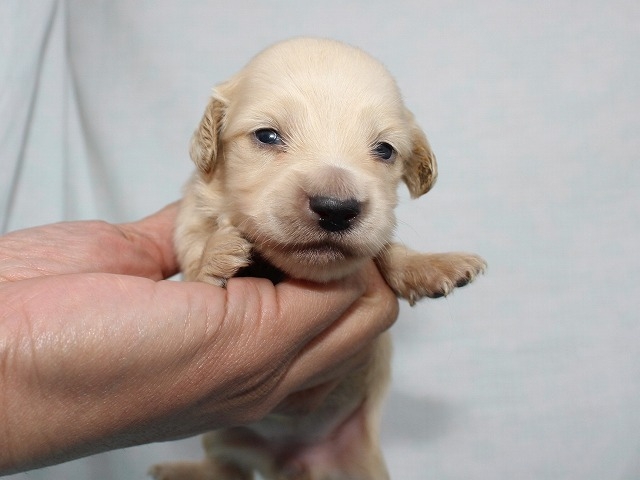 ブリーダーズ カニンヘン ダックスフンド ロング イエロー 女の子 滋賀県