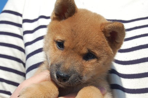 ブリーダーズ 柴犬 赤 豆柴サイズ 女の子 千葉県 ブリーダーズ 柴犬 赤 豆柴サイズ 女の子 千葉県