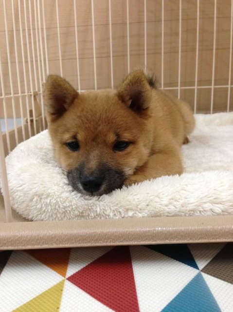 ブリーダーズ 柴犬 赤 豆柴サイズ 女の子 千葉県 ブリーダーズ 柴犬 赤 豆柴サイズ 女の子 千葉県