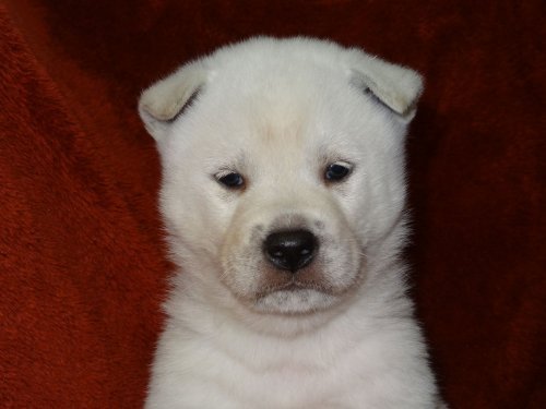 ブリーダーズ 紀州犬 白 ぼんやりマイペース紀州犬ボーイ 男の子 徳島県 ブリーダーズ 紀州犬 白 ぼんやりマイペース紀州犬ボーイ 男の子 徳島県